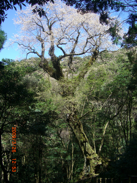 エドヒガン桜全景