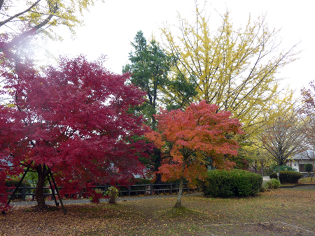 曽木の滝紅葉