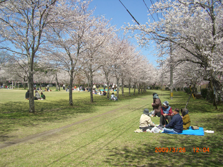 忠元公園桜