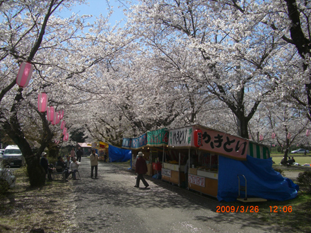 忠元公園桜