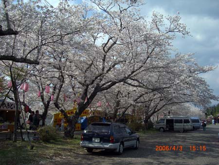 桜