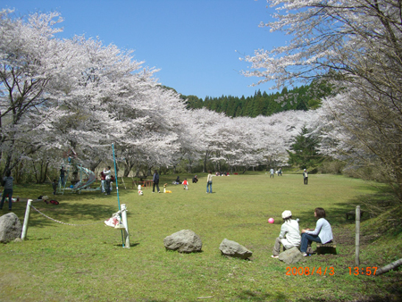 高川ダム桜