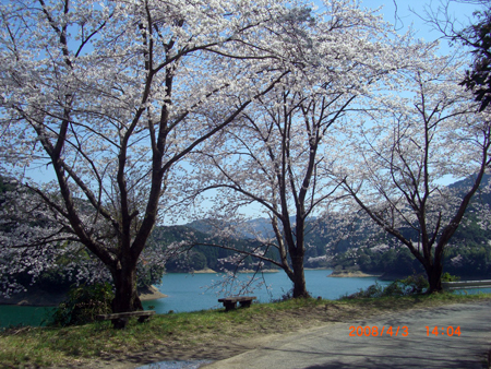 高川ダム桜