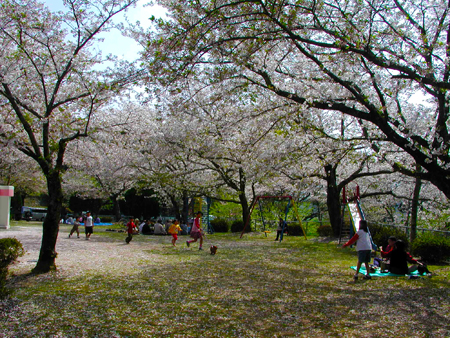 城山の桜