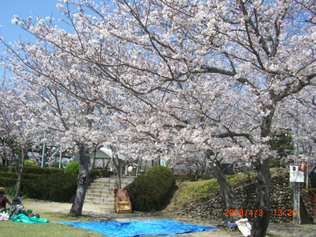 特攻碑公園花見