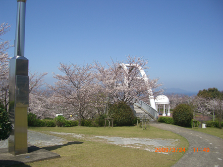 東光山桜