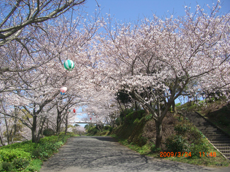東光山桜