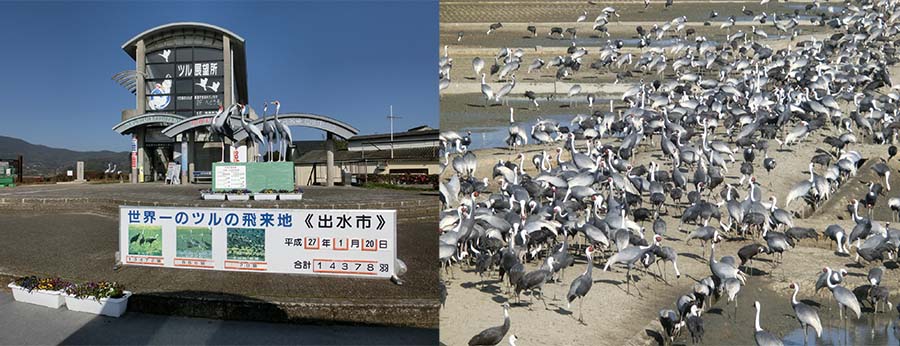 2015年の鶴