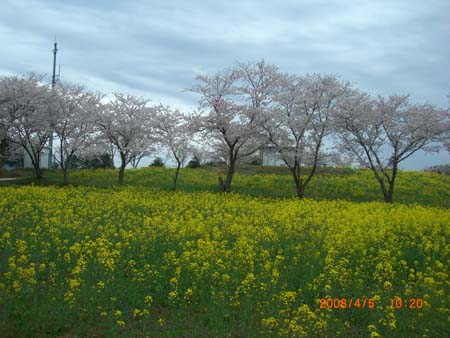 中尾山桜