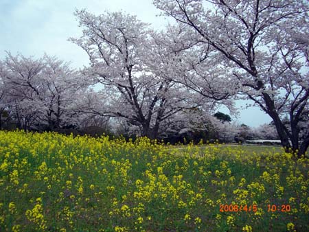 中尾山桜