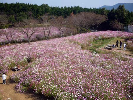 中尾山コスモス