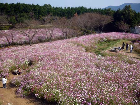 中尾山コスモス