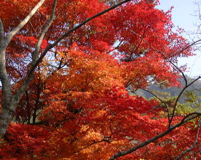 湯出神社紅葉