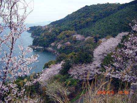 海岸通り桜