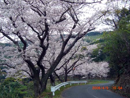 海岸通り桜